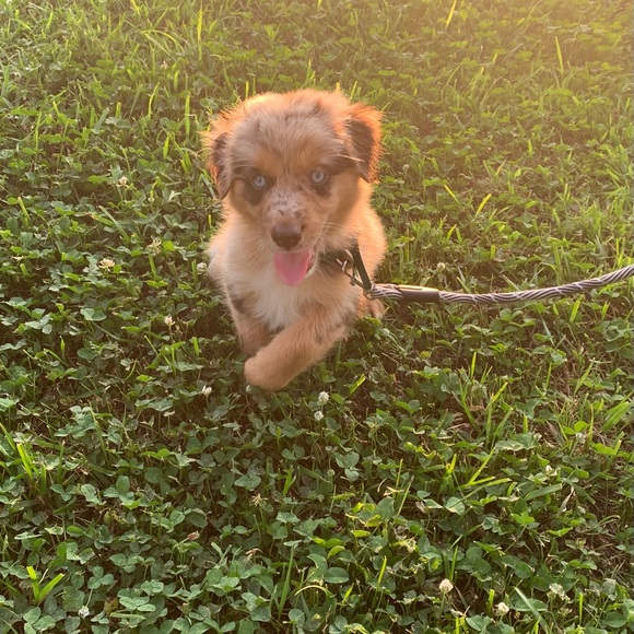 Meet your Posher, Morgan - Picture 3 of 7